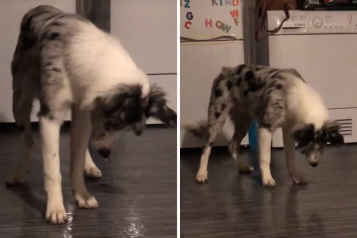 Baffled Puppy Owner Finally Figures Out Why Their Floor Is Always Flooded