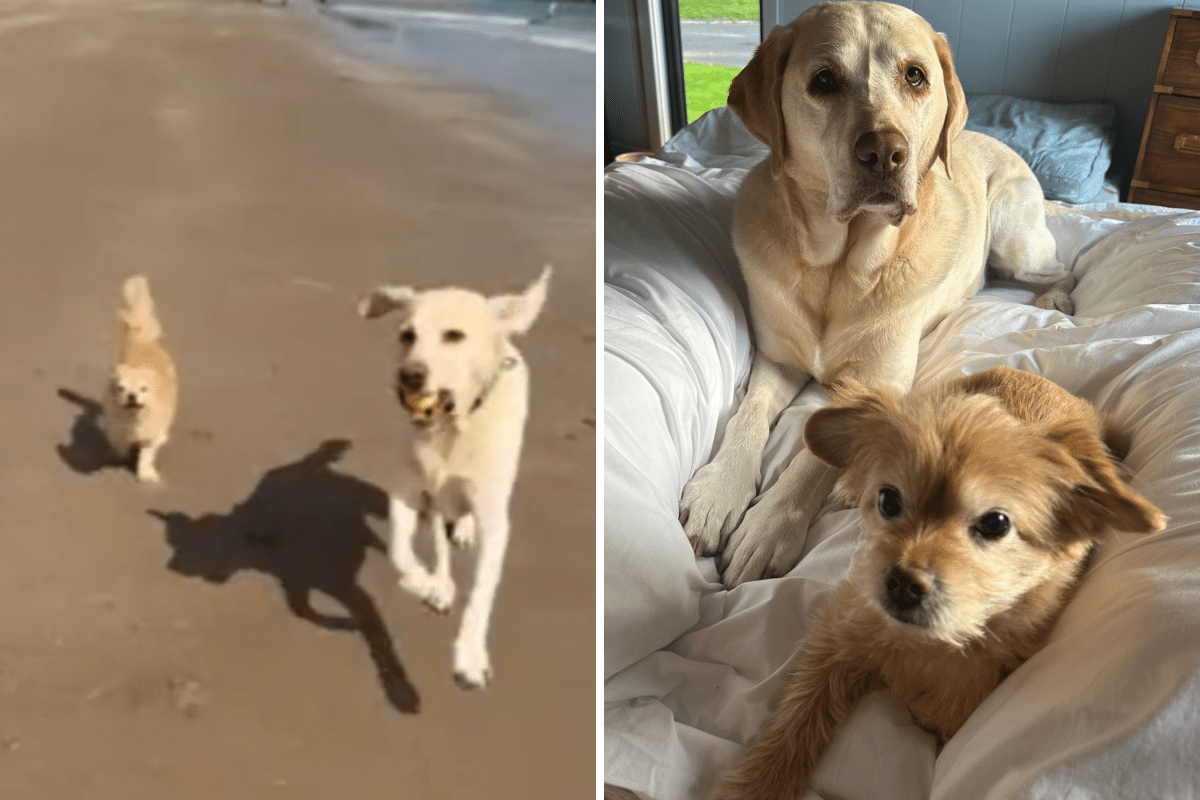 Dog Given Up at 14 Runs to New Owner After Finding ‘Perfect Forever Family’