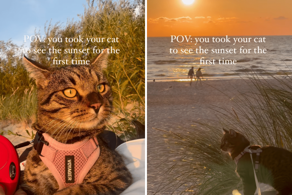 Magical Moment Cat Sees Sunset for First Time: ‘Beautiful’