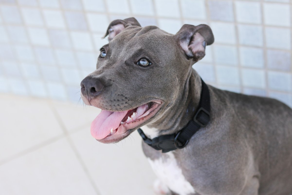 Woman Captures Pit Bull’s ‘Vicious’ Reaction to Stranger in Their Home