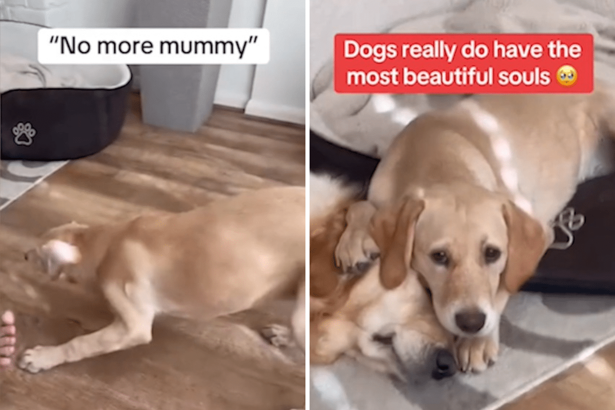 Hearts Melt As Puppy Tries To Protect Big Sister From Nail Trim: ‘I’m Here’
