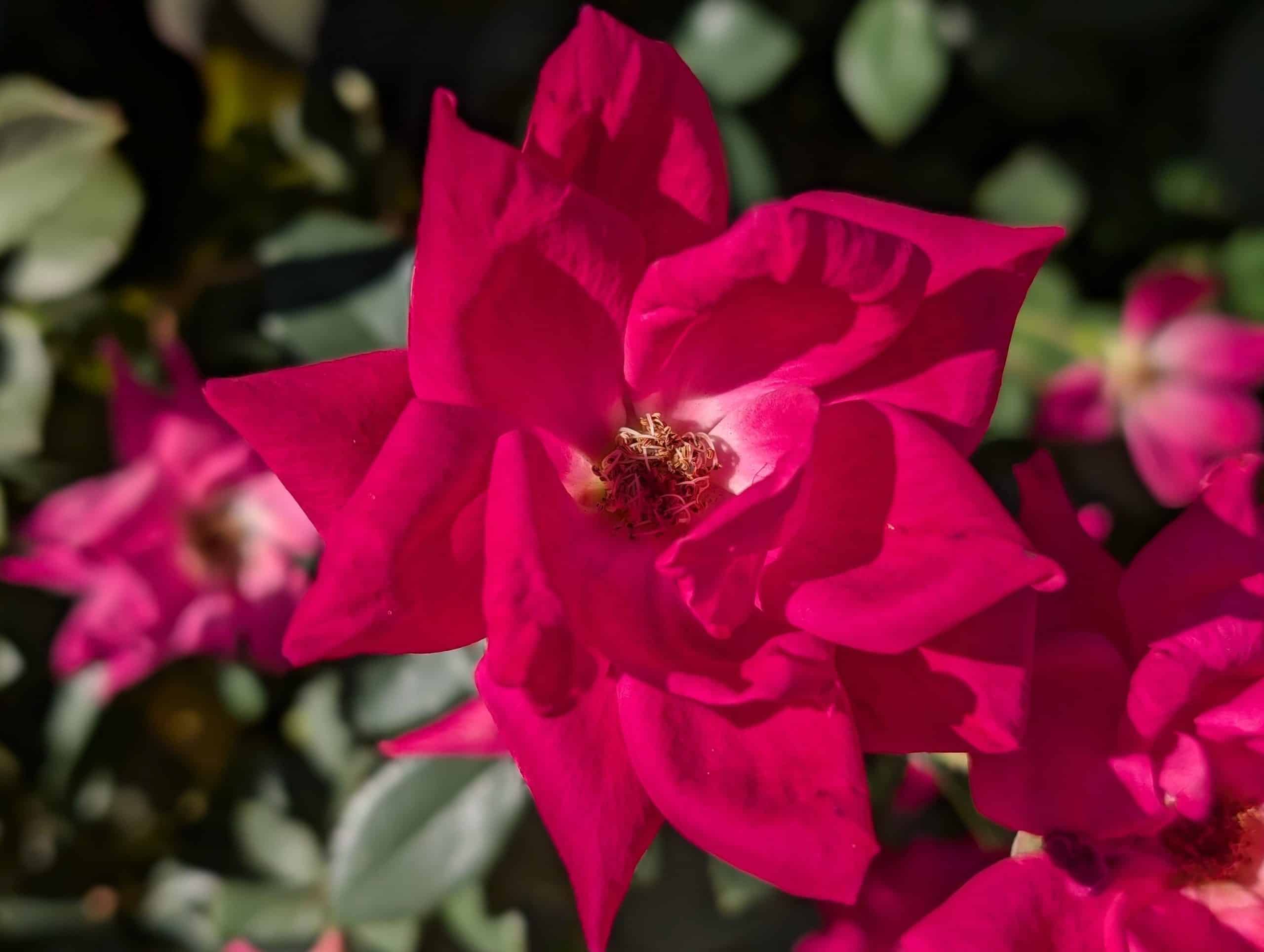 Google Pixel 9 Review