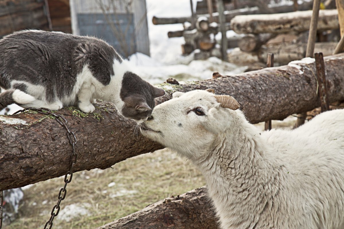 Cat’s Reaction to Seeing Sheep for First Time Has Internet in Stitches