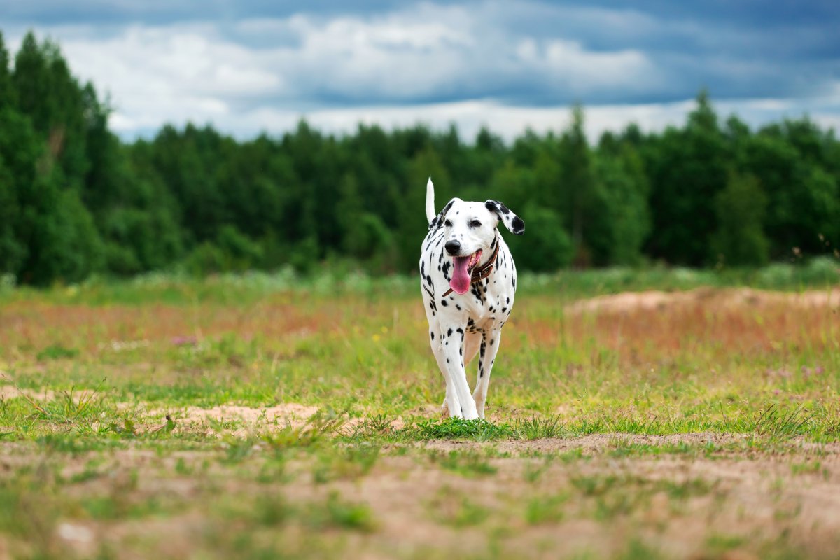 Stock photo of dalmation.