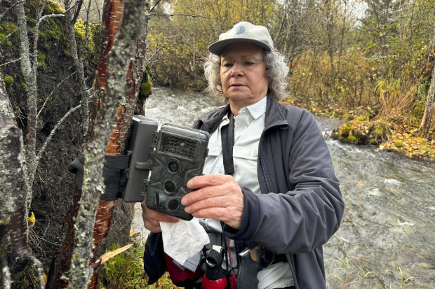 Donna Gail Shaw checks her trail camera on Sept. 26, 2024, near a populated neighborhood of Anchorage, Alaska.