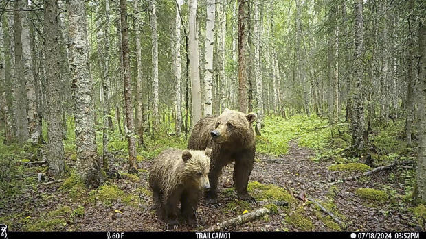 This image made from video provided by Donna Gail Shaw shows a view from a trail camera of a brown bear and cub on July 18, 2024, in Anchorage, Alaska.