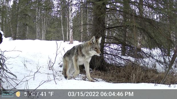 This image made from video provided by Donna Gail Shaw shows a view from a trail camera of a coyote on March 15, 2022, in Anchorage, Alaska.