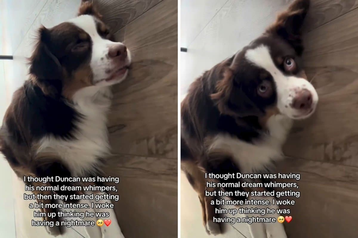 Woman Thinks She’s Filming Dog’s Dream, Quickly Realizes It’s a ‘Nightmare’
