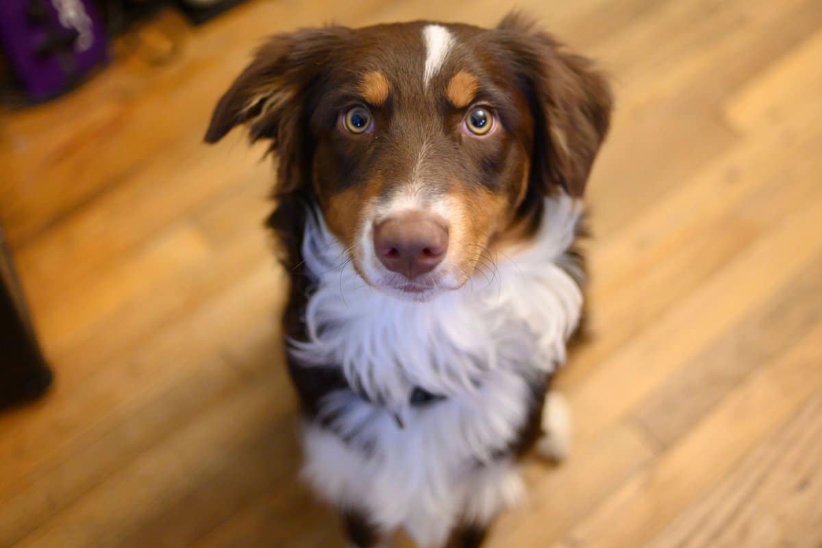 Australian shepherd sitting inside