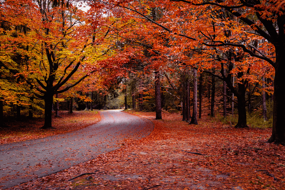 Autumn foliage Cape Cod