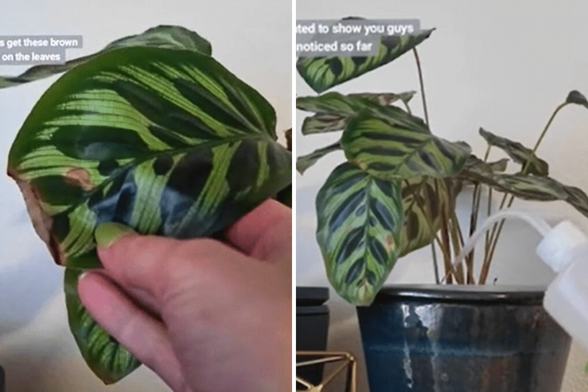 Woman Gives Plant Distilled Water, Stunned By ‘Dramatic’ Transformation