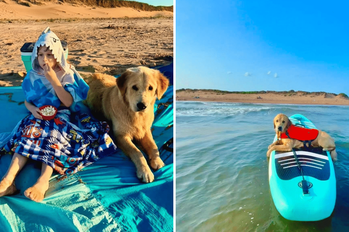 Fly Lands on Golden Retriever’s Paw, What He Does Next Melts Hearts