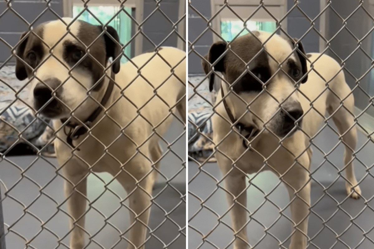 ‘Super Sweet’ Dog Dumped in Walmart Parking Lot Has Zero Adoption Interest