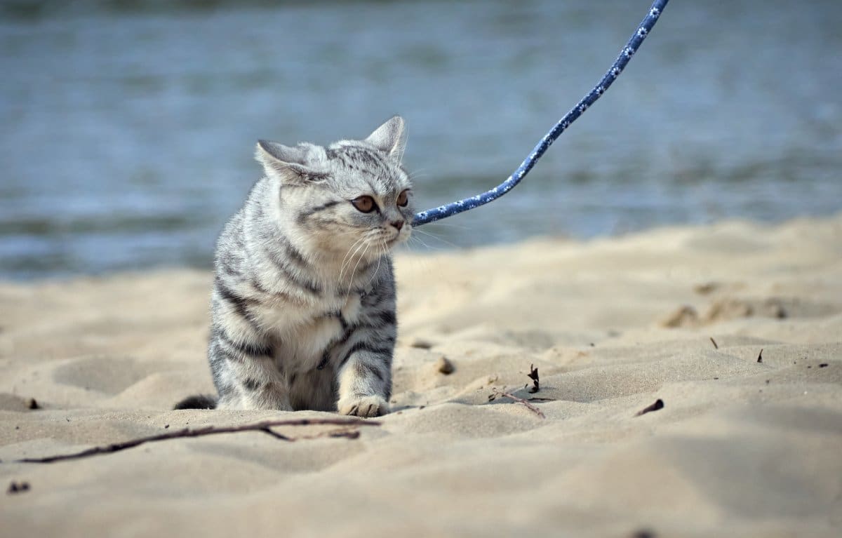 cat at the beach
