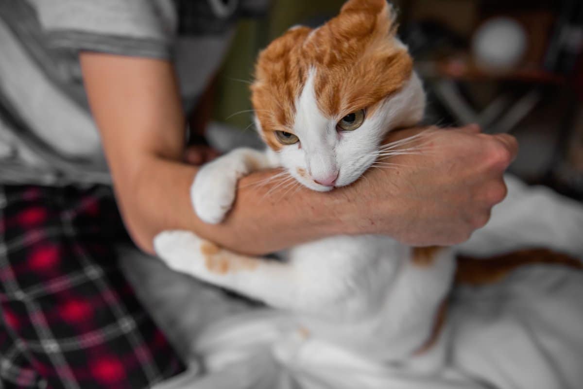 Hysterics at ‘Toxic Relationship’ Between Orange Cat and Owner’s Boyfriend