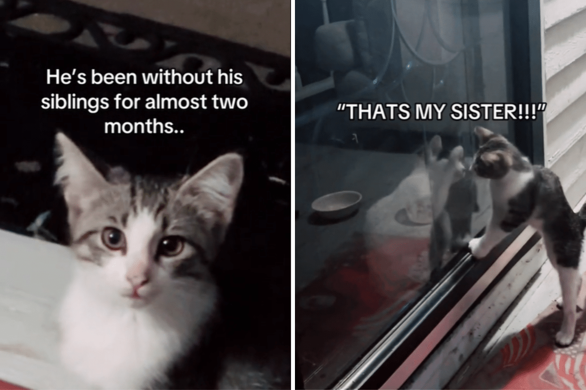 Internet Sobs at Reunion of Stray Kitten and Mama Cat: ‘I Found You’