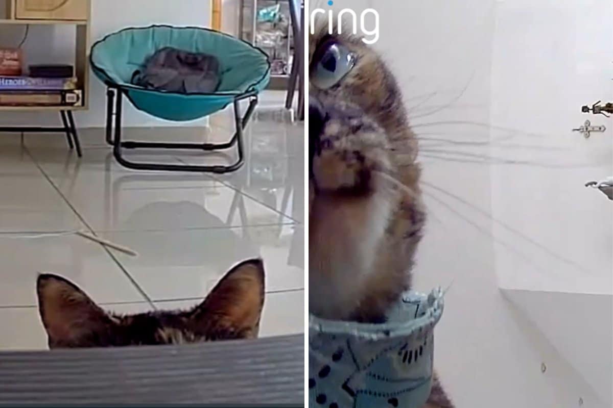 Cat Hears Owner’s Voice Over Pet Cam, Not Prepared for How She Reacts