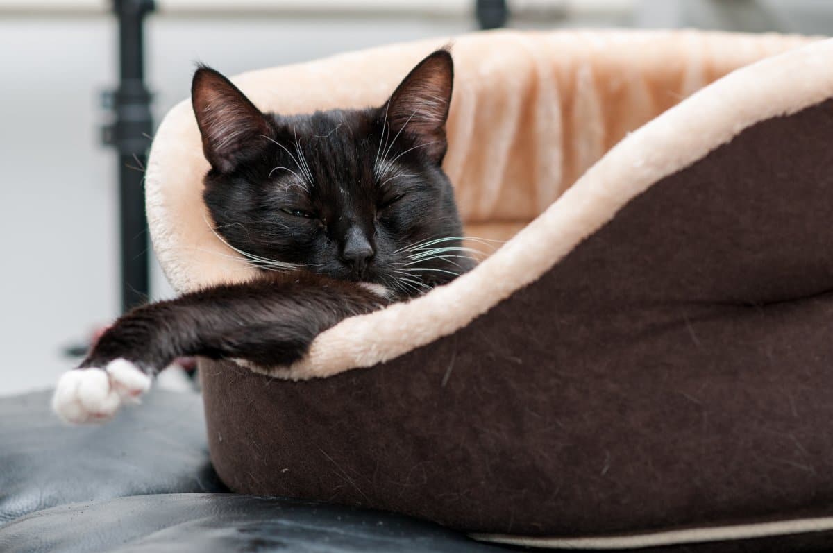 Cat Who Sleeps Like a Vampire Goes Viral: ‘Count Catula’