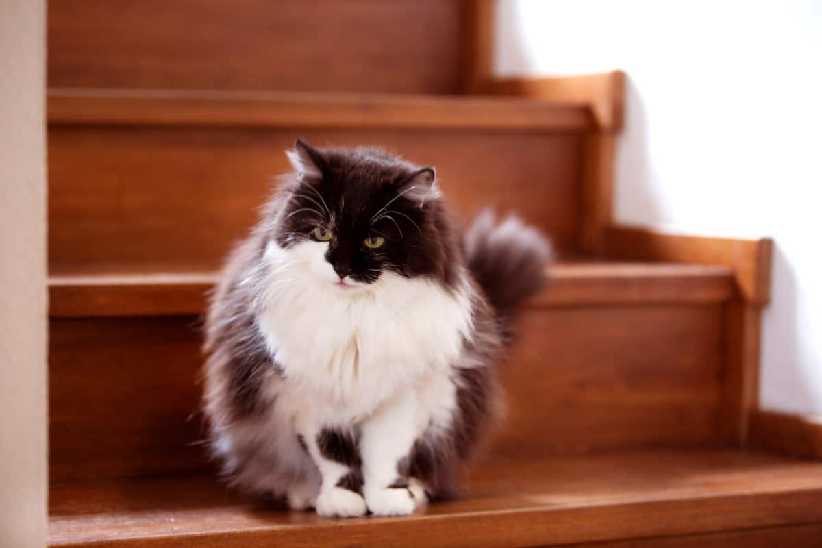 Cat on stairs