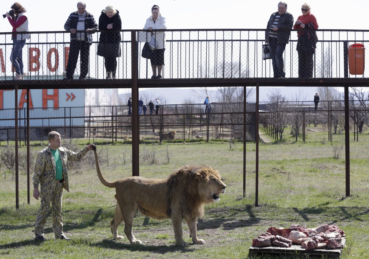 Lions Kill Worker at Crimean Wildlife Park