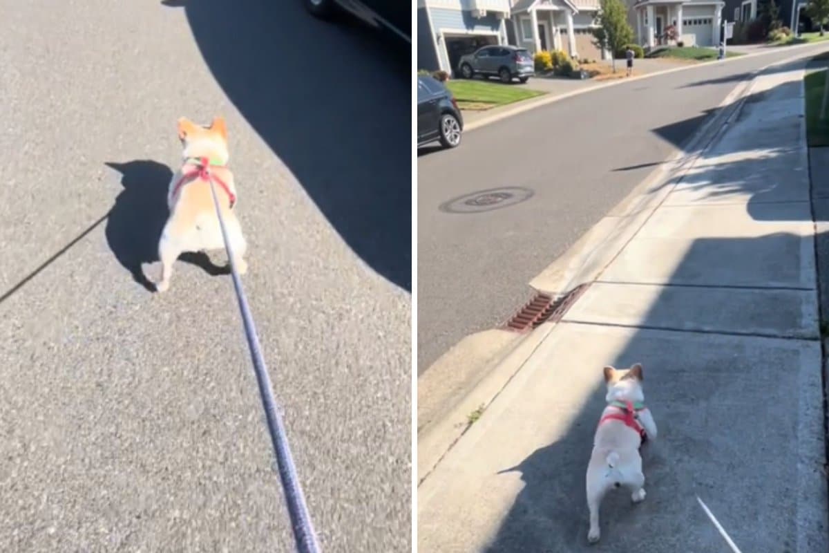 Watch ‘Miracle’ Moment Disabled Dog Saves Baby’s Life on Walk
