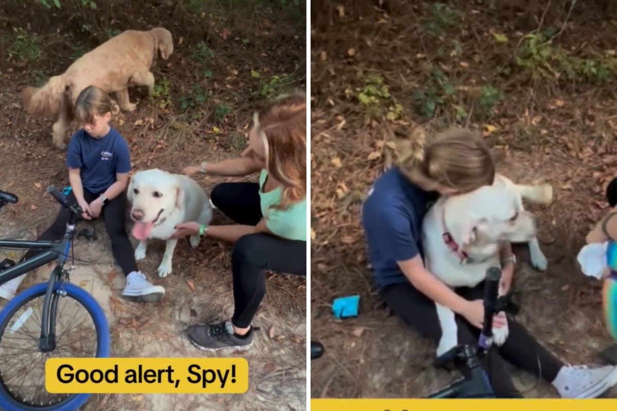 Watch Little Girl’s Medical Alert Dog Rush to Warn Mom She’s ‘in Danger’