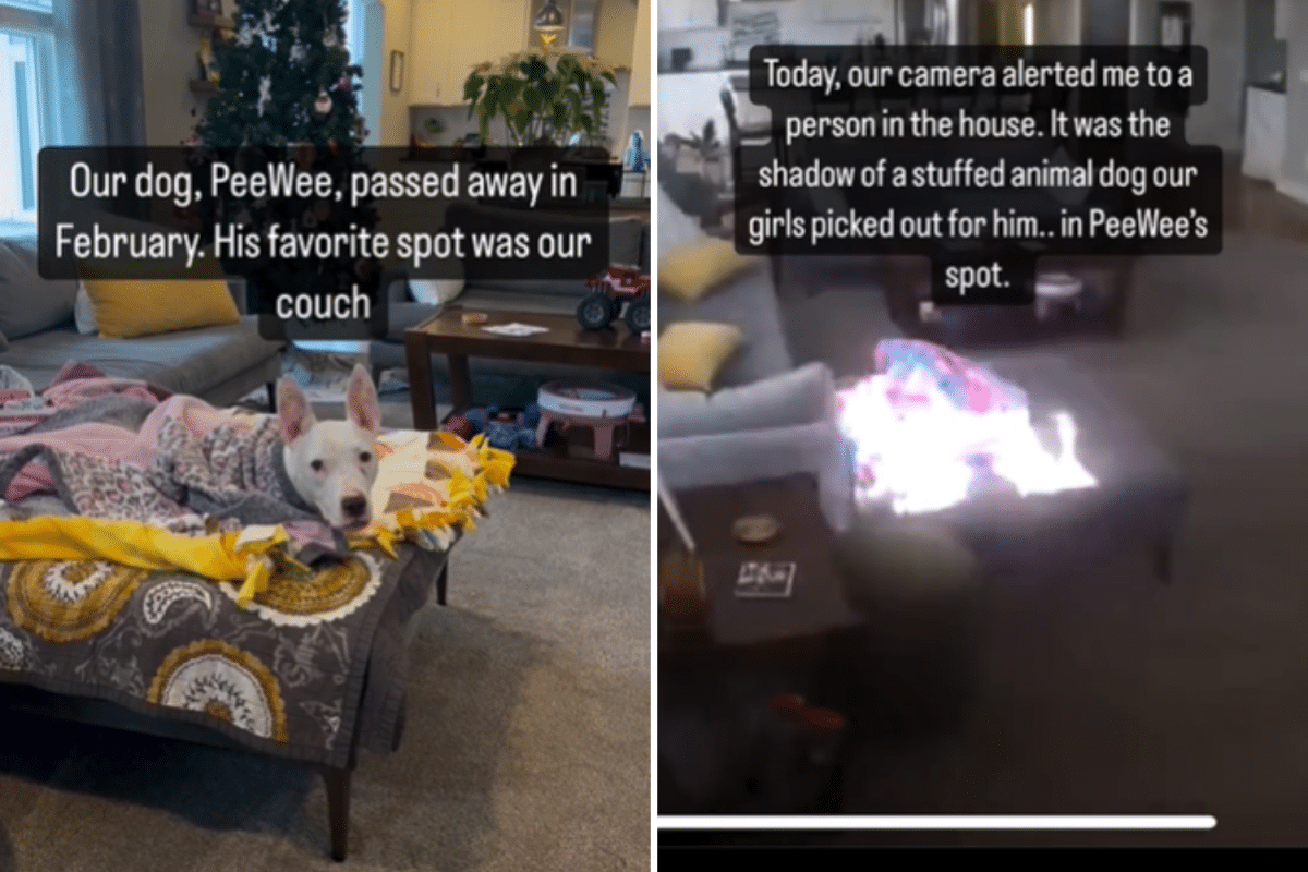 Grieving Dog Owner Spots Something Incredible on Pet Cam: ‘It Was a Sign’