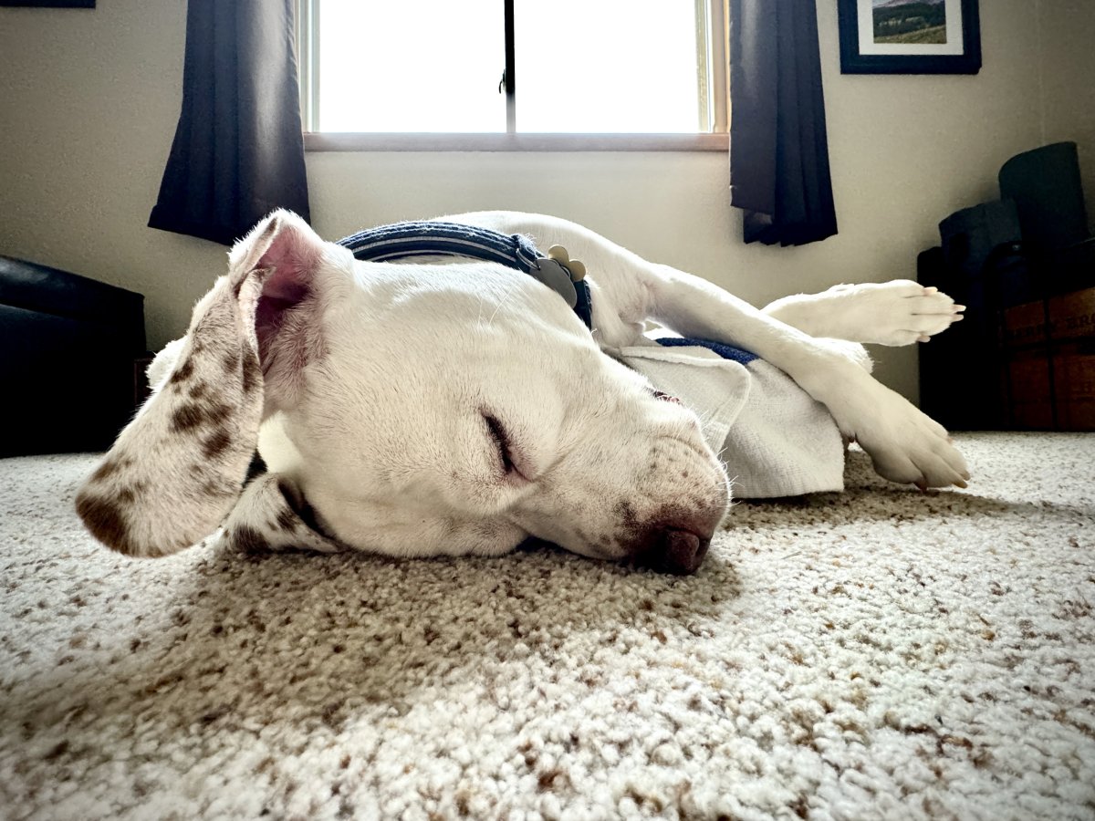 Why Dog Sleeps on Floor Instead of Her Bed Warms Hearts