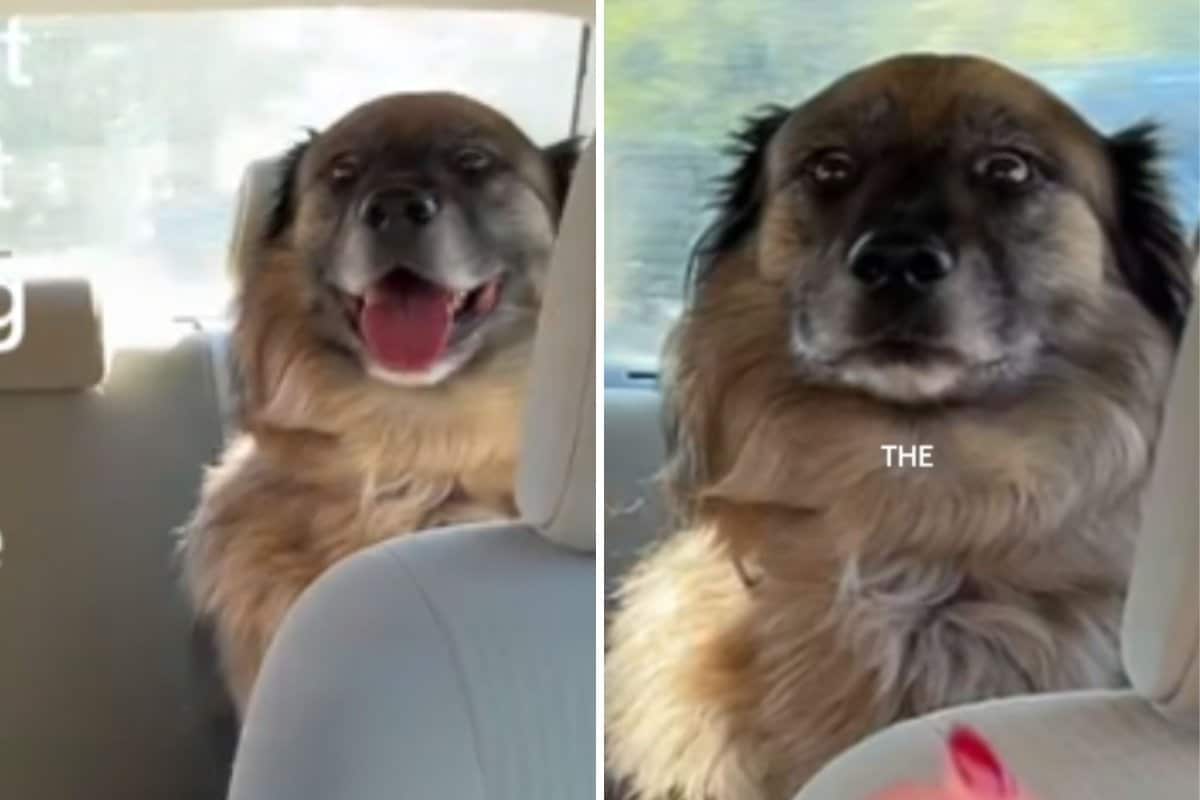 Exact Moment Dog Realizes Park Trip Is Actually a Vet Visit: ‘Betrayal’