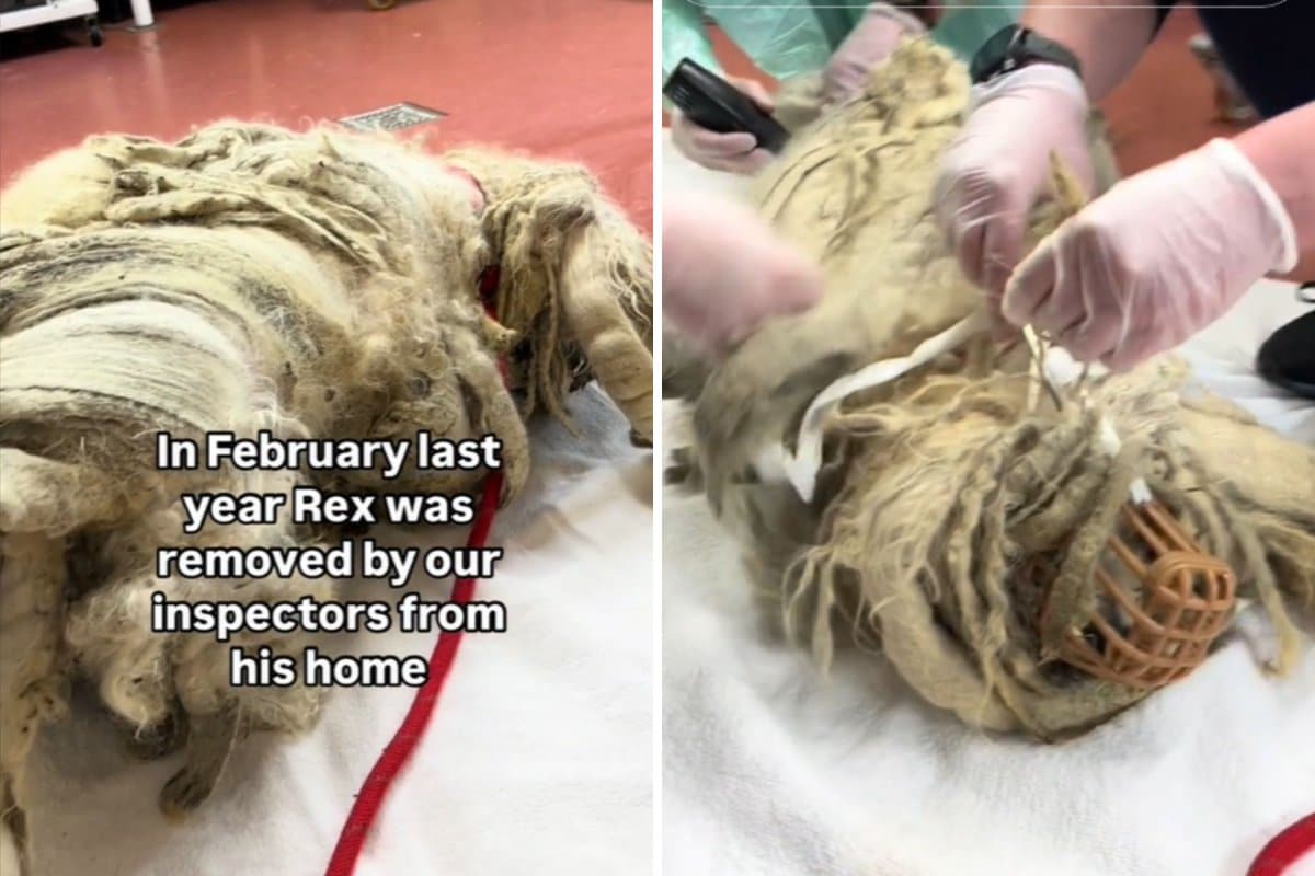 ‘Severely Matted’ Dog Rescued in Shocking State With Foot-Long Dreadlocks