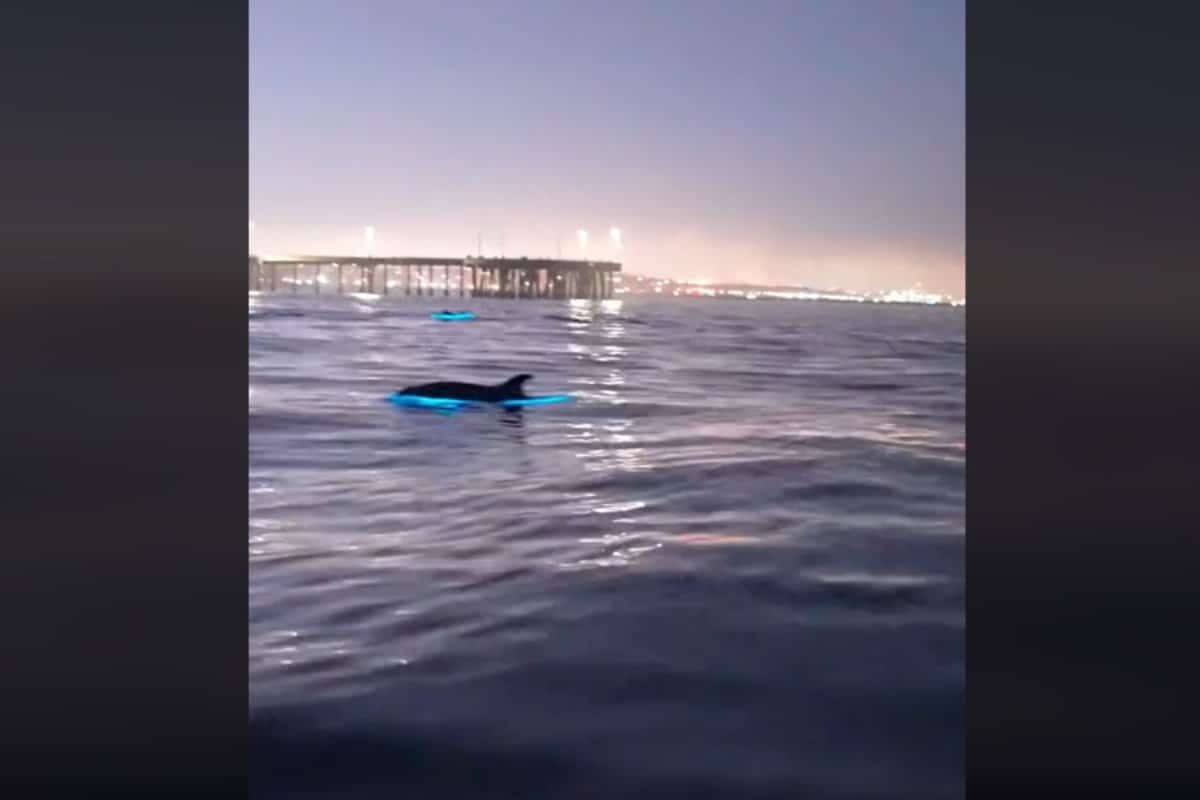 Dolphins swimming in bioluminescent waters in California