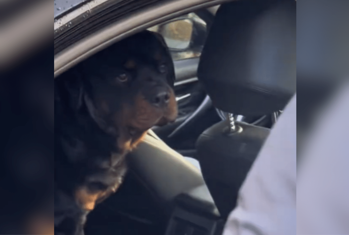 Heartbreak at Dog’s Reaction to Not Getting Pup Cup: ‘His Face’