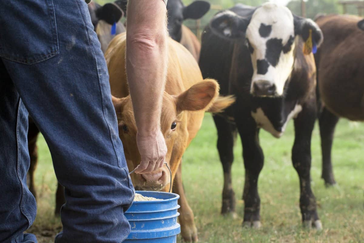 A farmer feeing cattle
