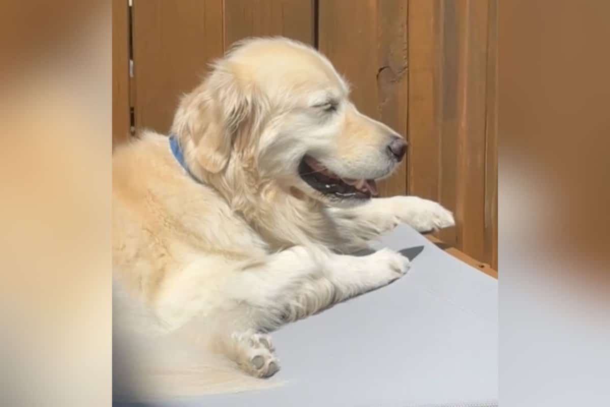 Woman’s ‘Sweet Video’ of Golden Retriever Sunbathing Hilariously Backfires