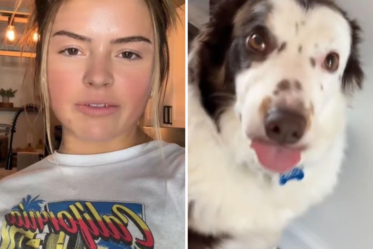 Woman Told Her Border Collie Has ‘Receded Hairline,’ Now She Can’t Unsee It