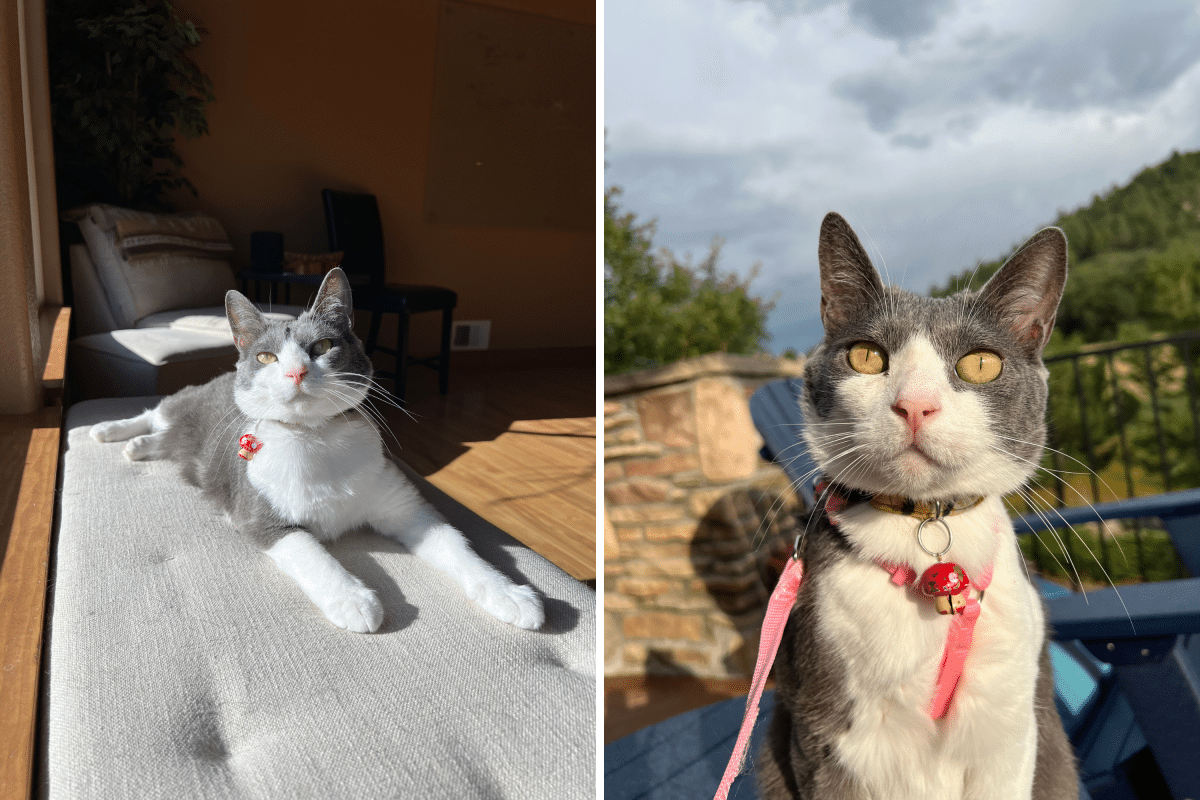What Cat Does Whenever Owner Leaves Apartment Breaks Hearts: ‘Agonizing’