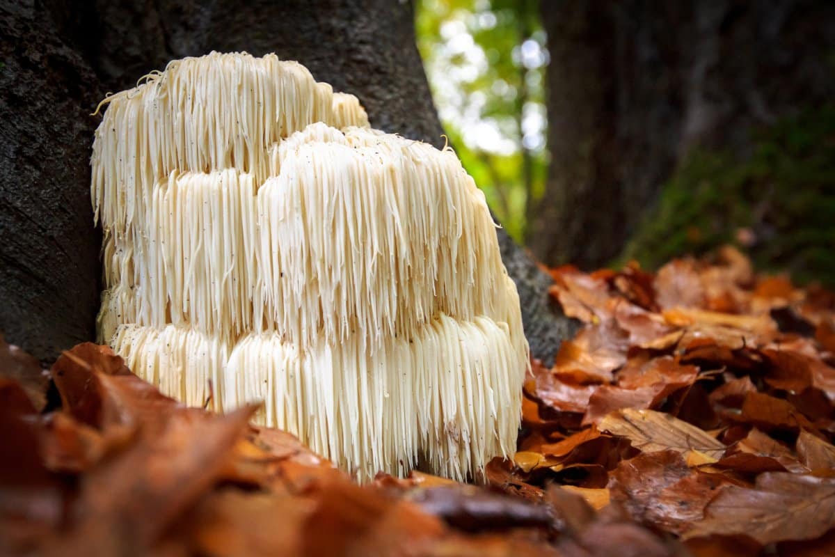 Lion’s Mane: What Do Medicinal Mushrooms Do? Scientists Explain