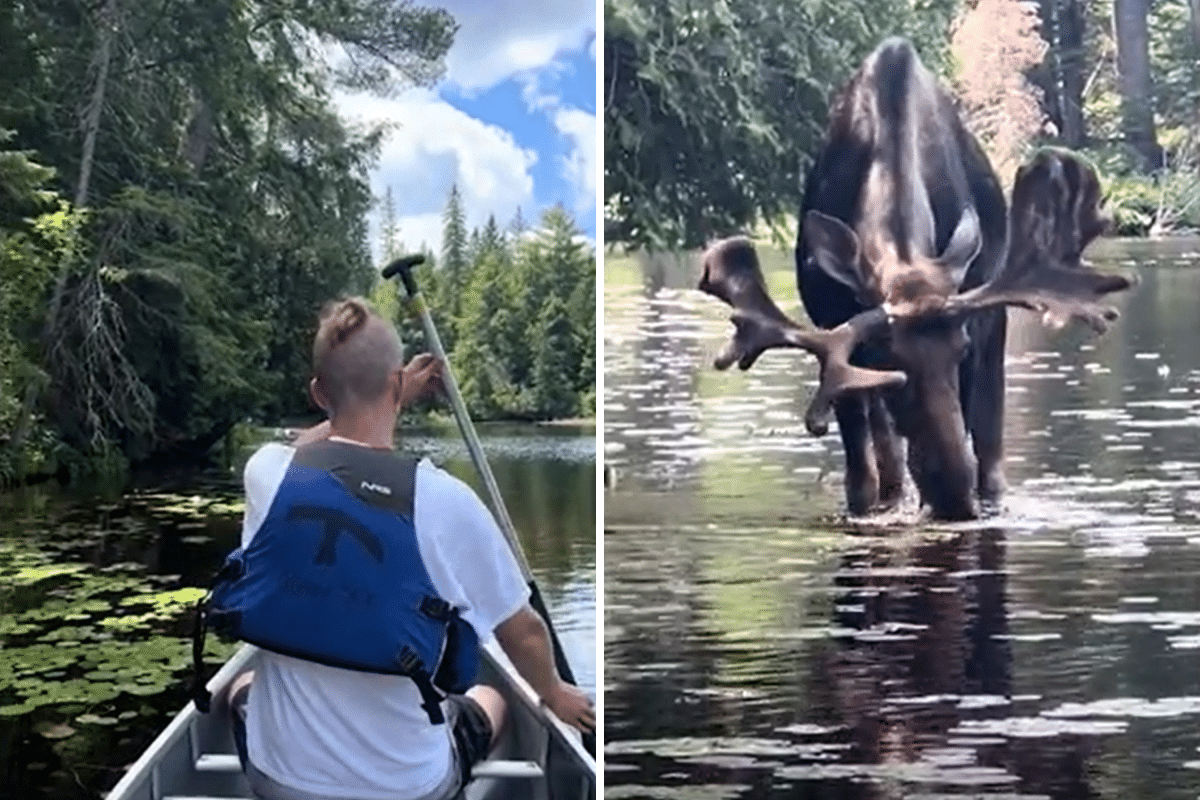 Woman Canoeing In Canada Stumbles Across Powerful Animal: ‘Don’t Move’