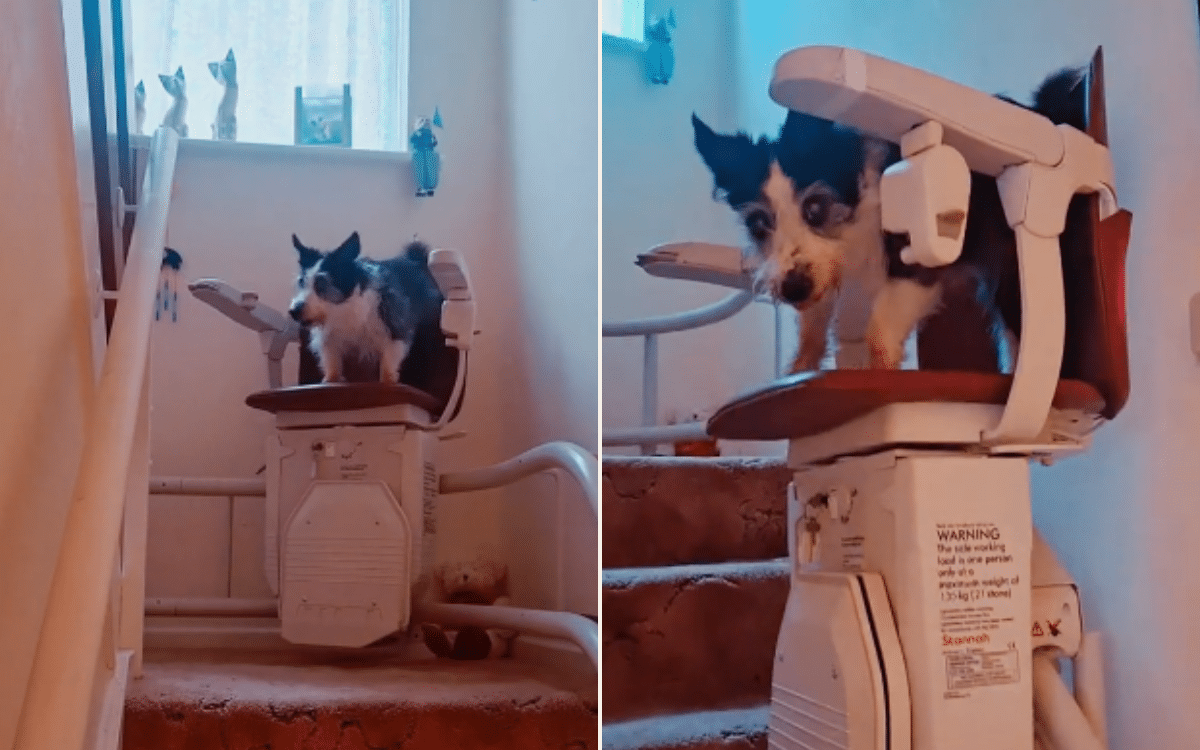 Senior Dog Who Is Too Old To Use Stairs Finds Genius Solution