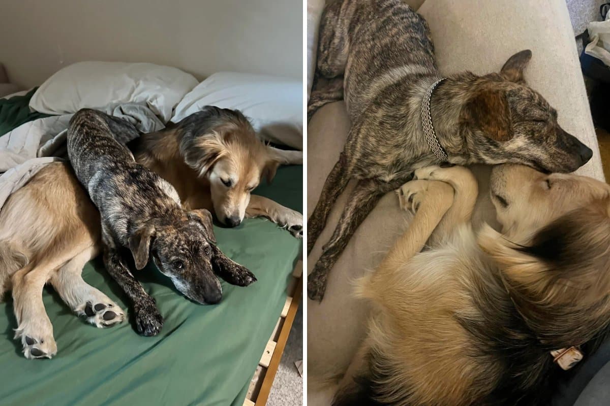 Owner Thought Dog Wouldn’t Accept New Rescue, Turns Out He Was Wrong