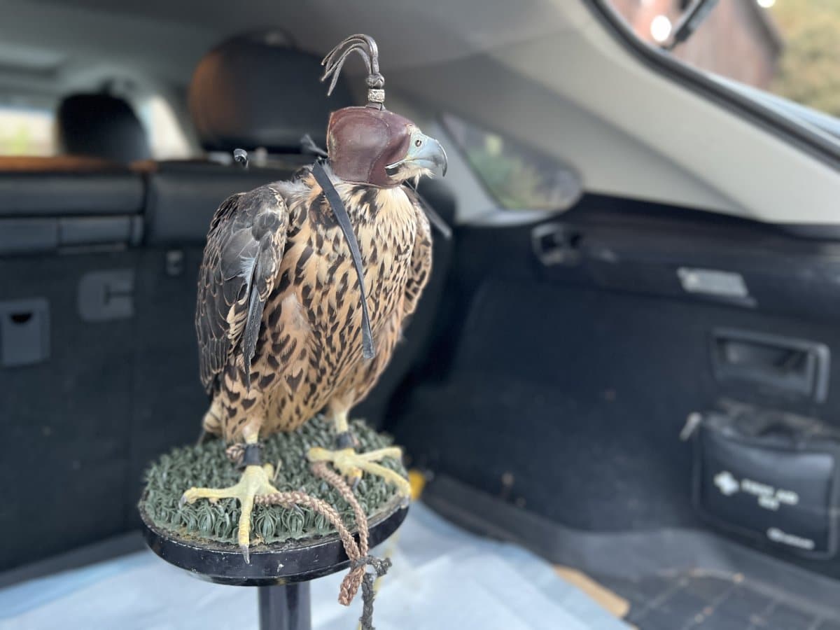 Nox Falcon in Pre-flight Hood