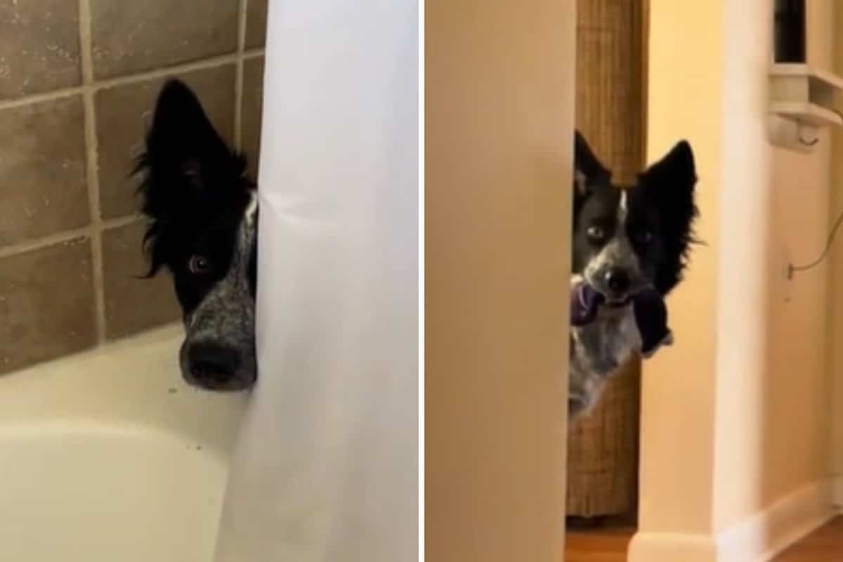 Woman Buys Dog off Craigslist, Ends Up With ‘Stage 4 Clinger’