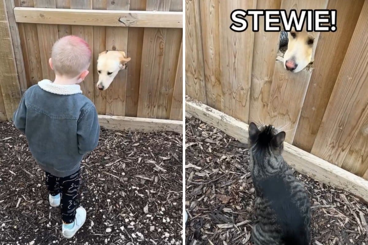 Owners discover hole in fence