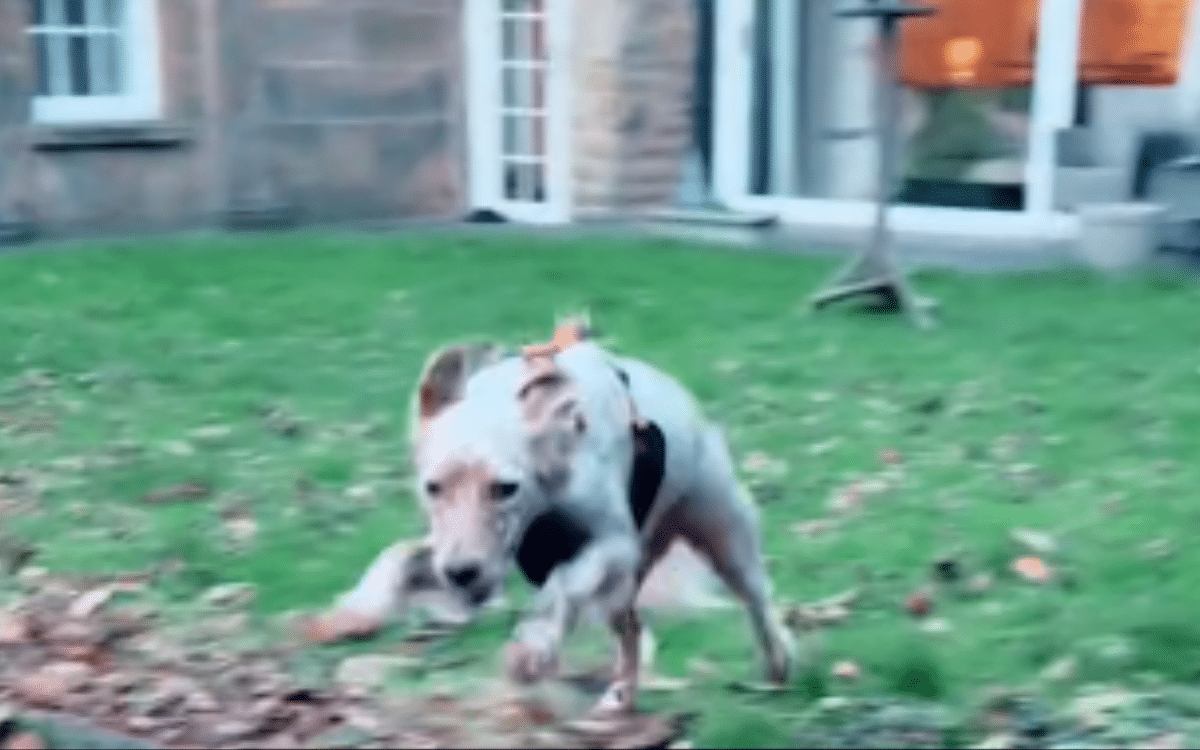 Moment Rescue Dog Realizes She Still Has a Home After Returning From Kennel