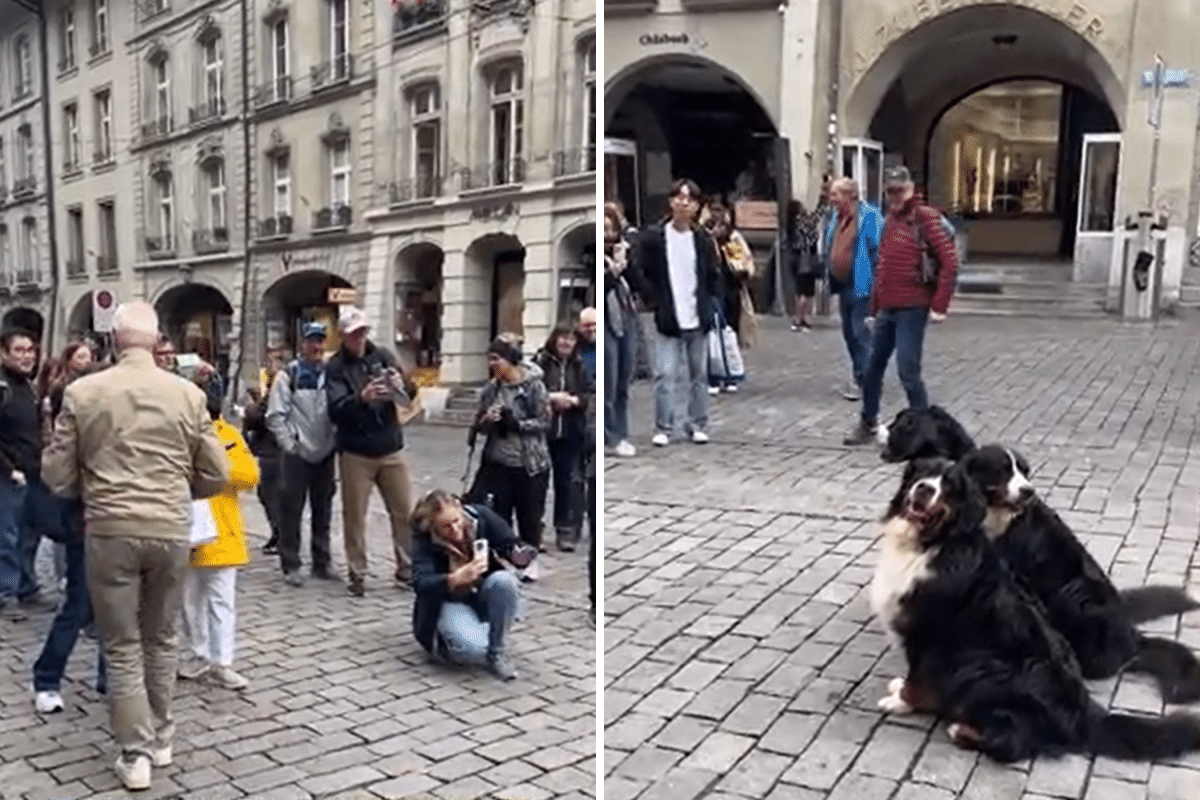 Tables Turn on Vacation When Owner’s Dogs Become the Tourist Attraction