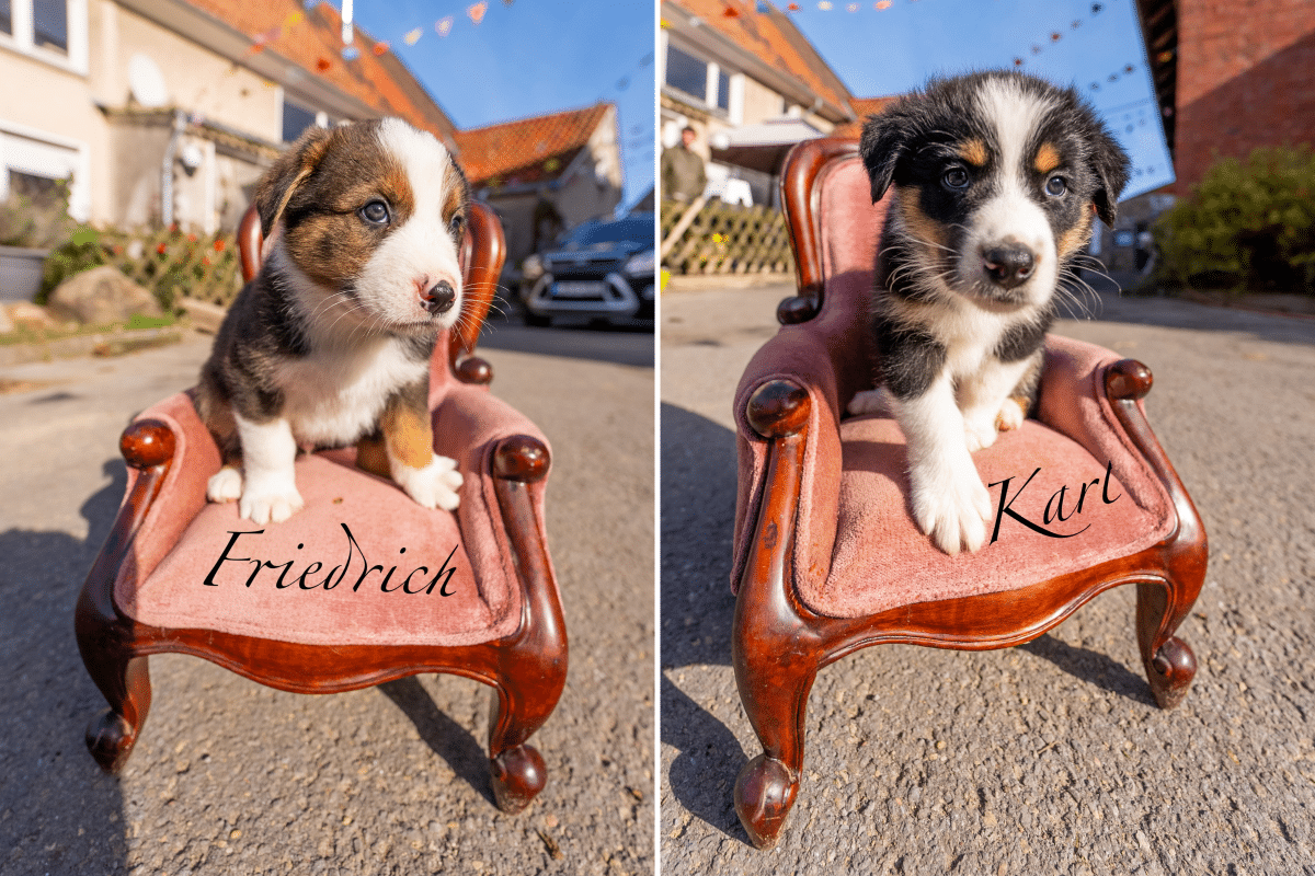 Vet Diagnoses Dog With Phantom Pregnancy—You Can Guess What Happened Next