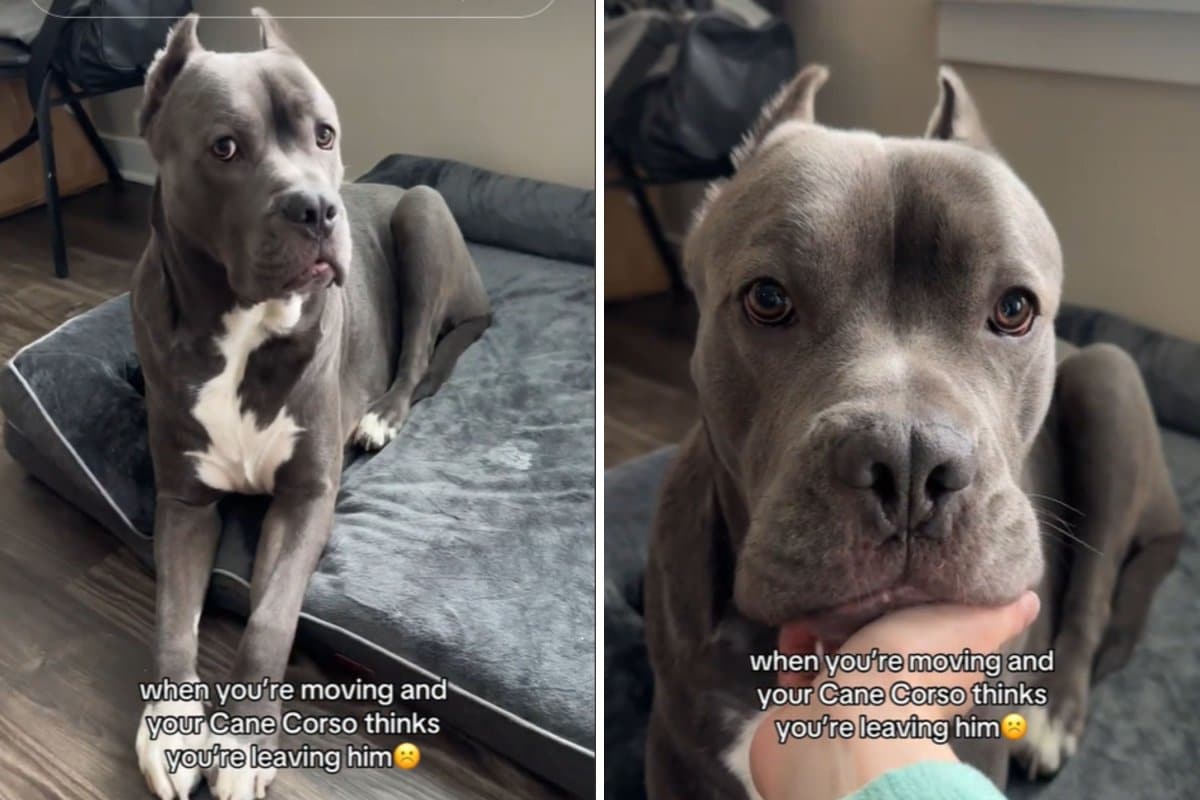 Tears at Dog’s Reaction to Moving Day: ‘Thinks You’re Leaving Him’