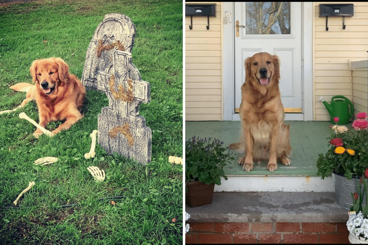 Sammy the dog.