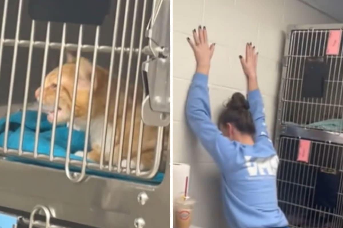 Here’s What 25 Angry Kittens Sound Like After Being Spayed: ‘Out for Blood’