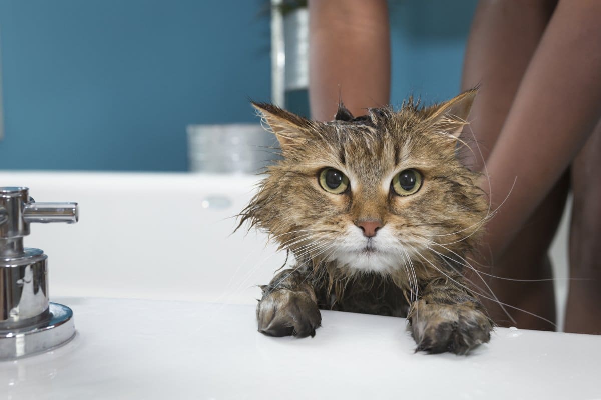 Stock image of cat in bath.